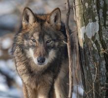 Konferencja: „Wilki blisko nas. Koegzystencja ludzi i wilków w pomorskich lasach”